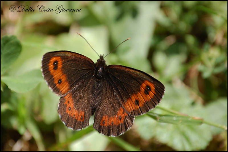 Erebia ligea da confermare